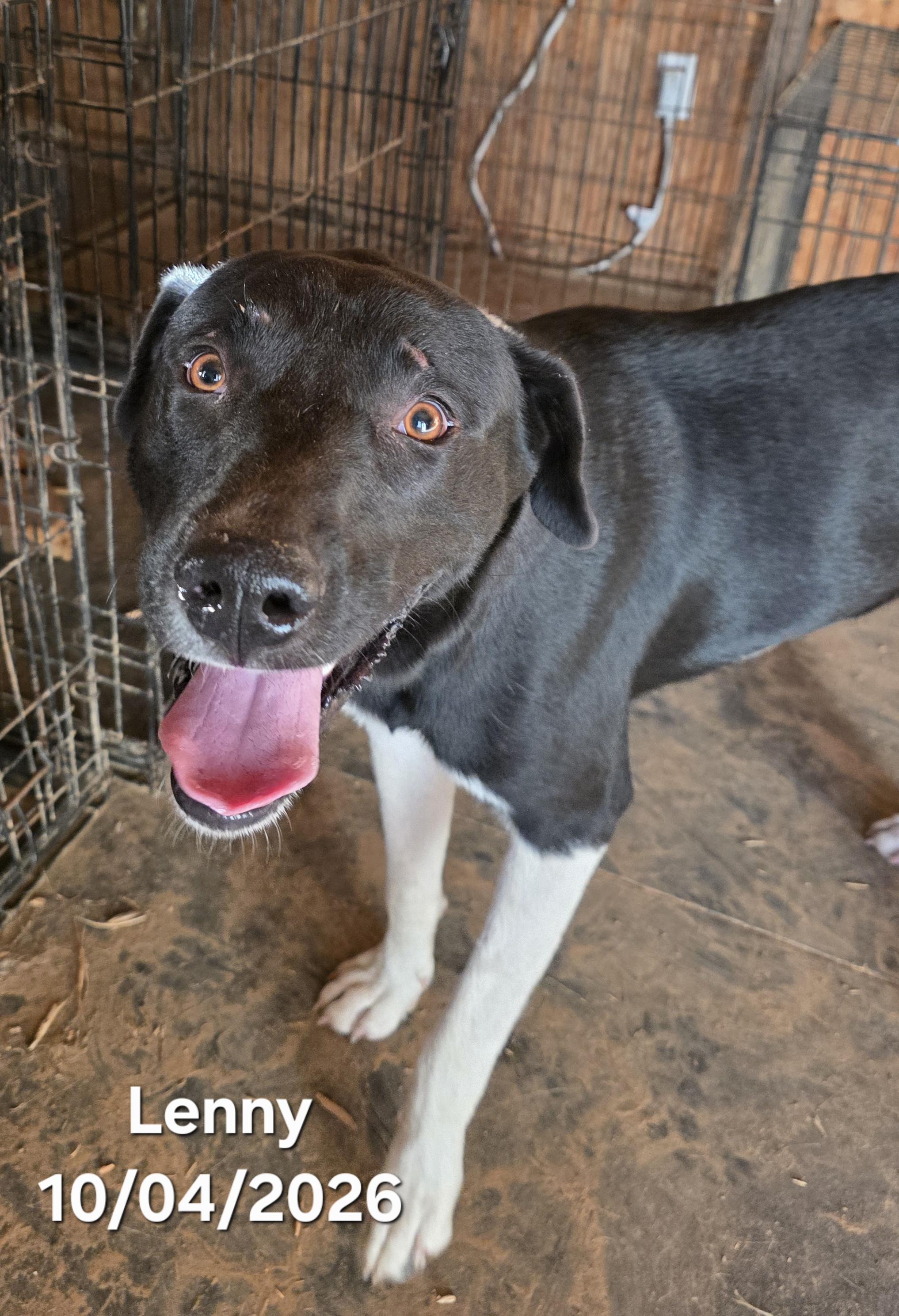Enlarge Lenny, a Adoptable mixed breed in Warren, RI image 2/5