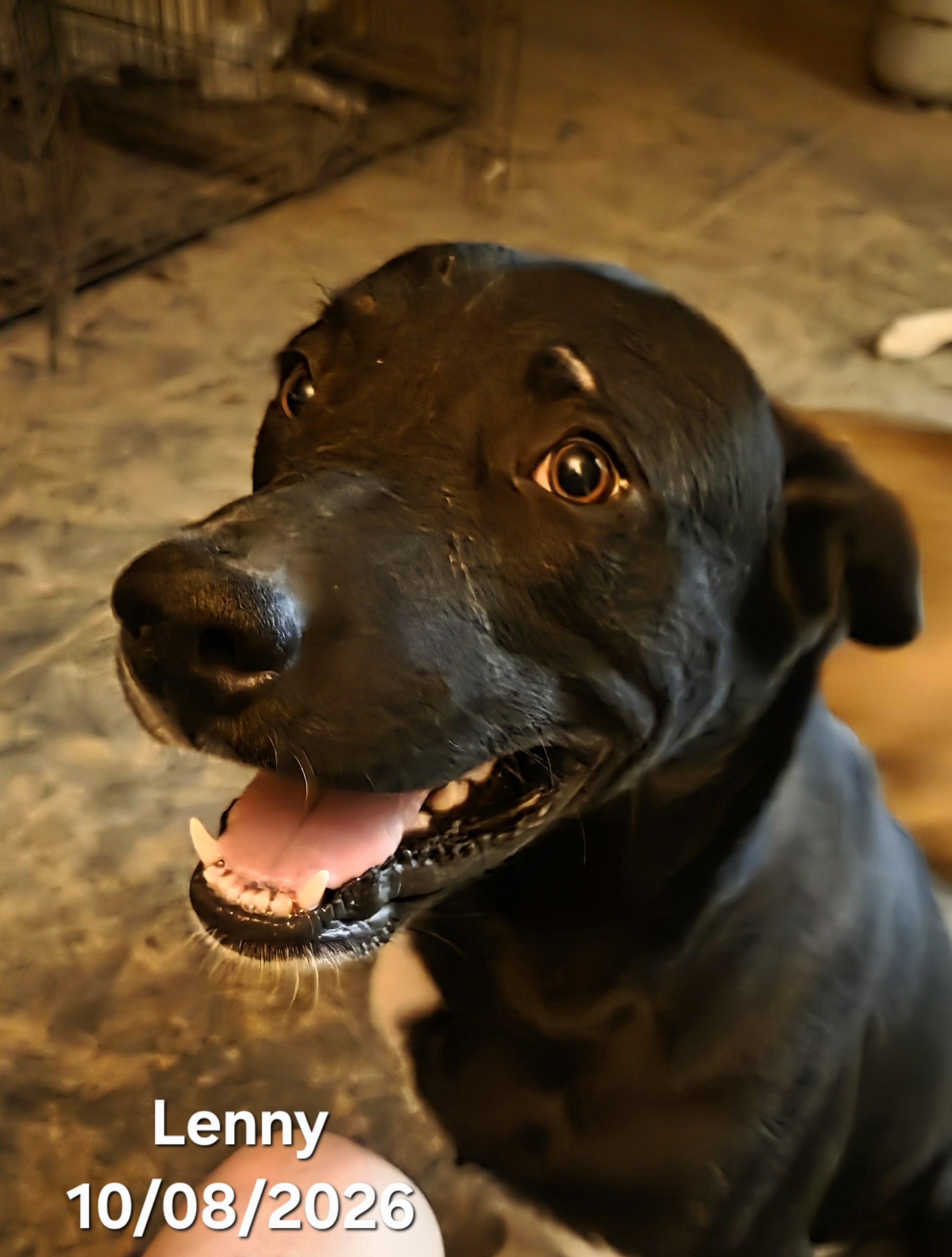 Enlarge Lenny, a Adoptable mixed breed in Warren, RI image 5/5