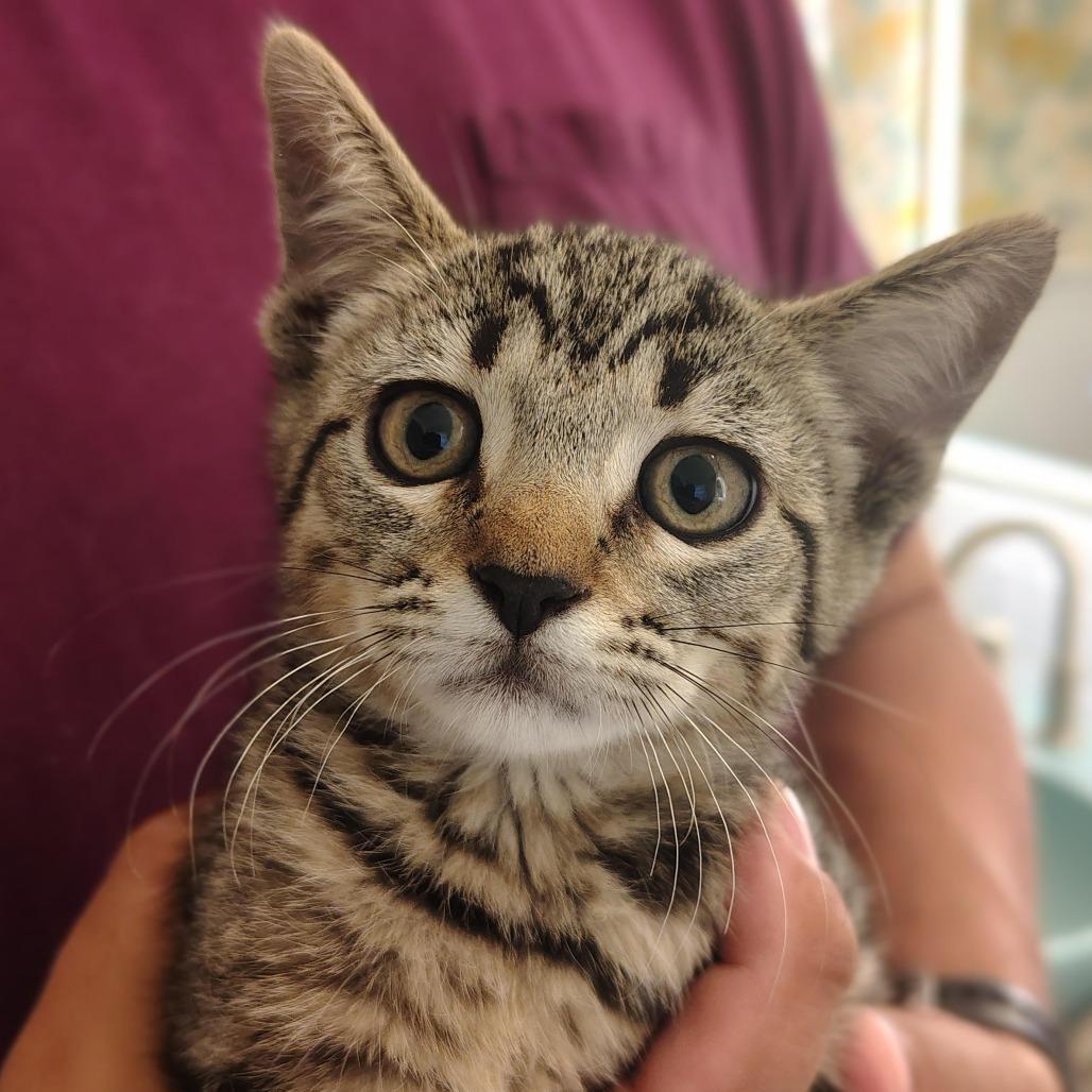 Fiona, Adoptable, Young Female Domestic Short Hair.