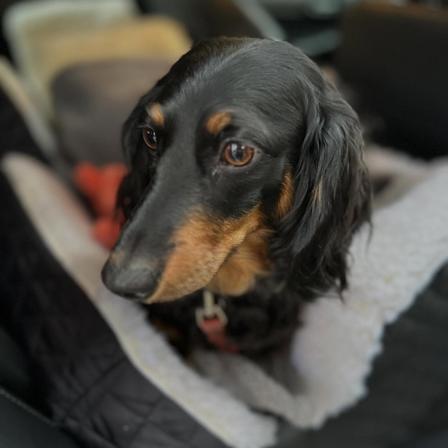 Enlarge Samson, a Adoptable Dachshund (Long Haired) in Portland, OR image 3/5