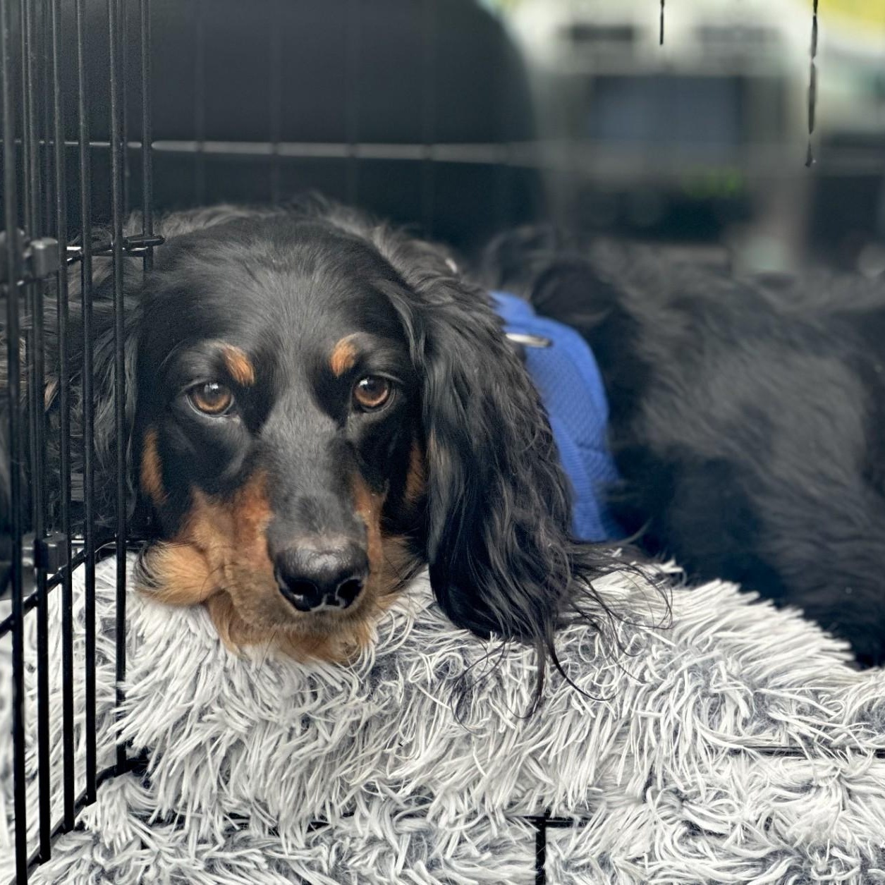 Samson, a Adoptable Dachshund (Long Haired) in Portland, OR image 3/3