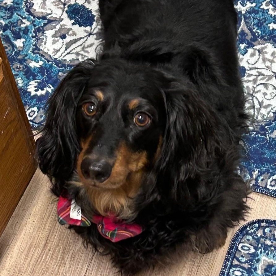 Enlarge Samson, a Adoptable Dachshund (Long Haired) in Portland, OR image 1/6