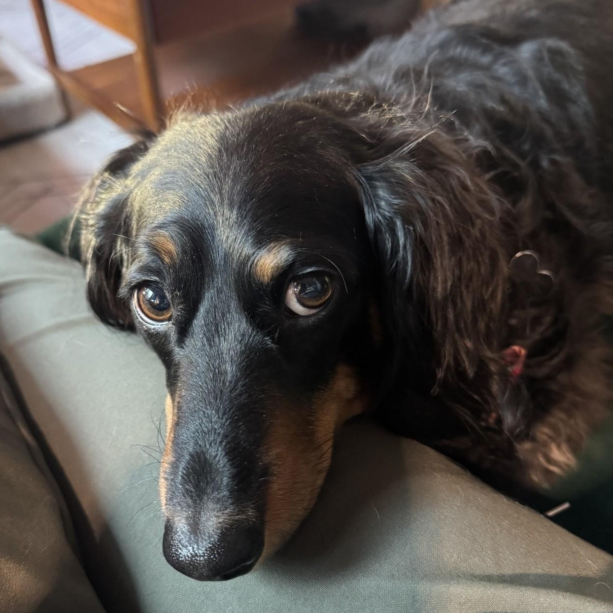 Enlarge Samson, a Adoptable Dachshund (Long Haired) in Portland, OR image 5/5