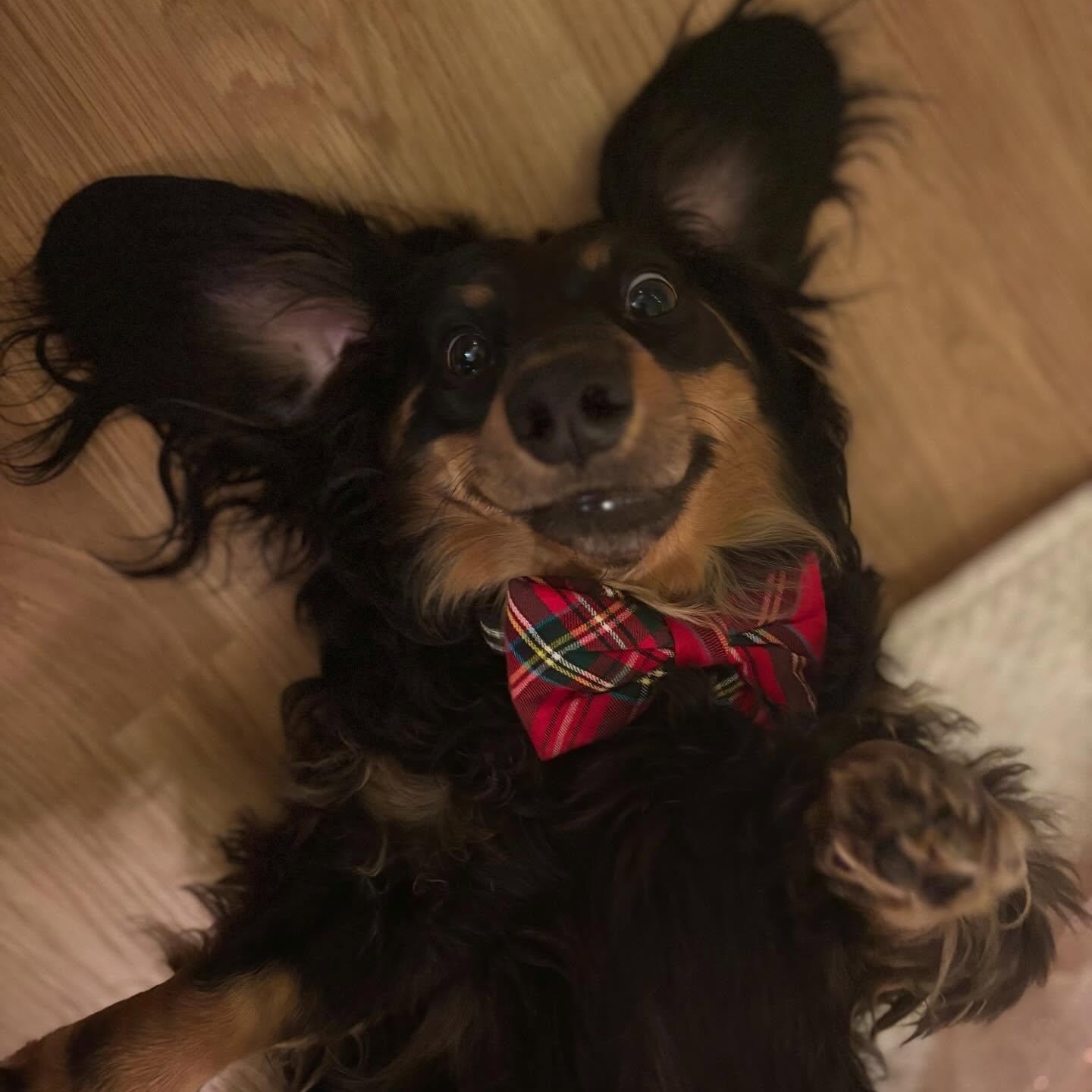 Enlarge Samson, a Adoptable Dachshund (Long Haired) in Portland, OR image 2/5