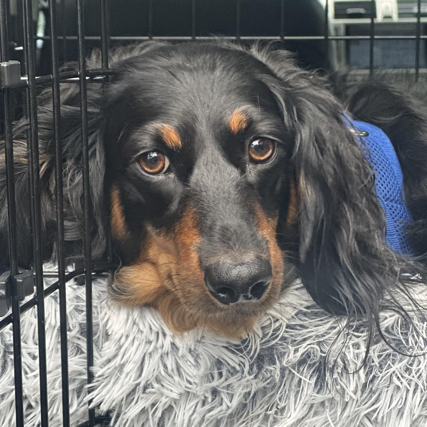 Samson, a Adoptable Dachshund (Long Haired) in Portland, OR image 1/3