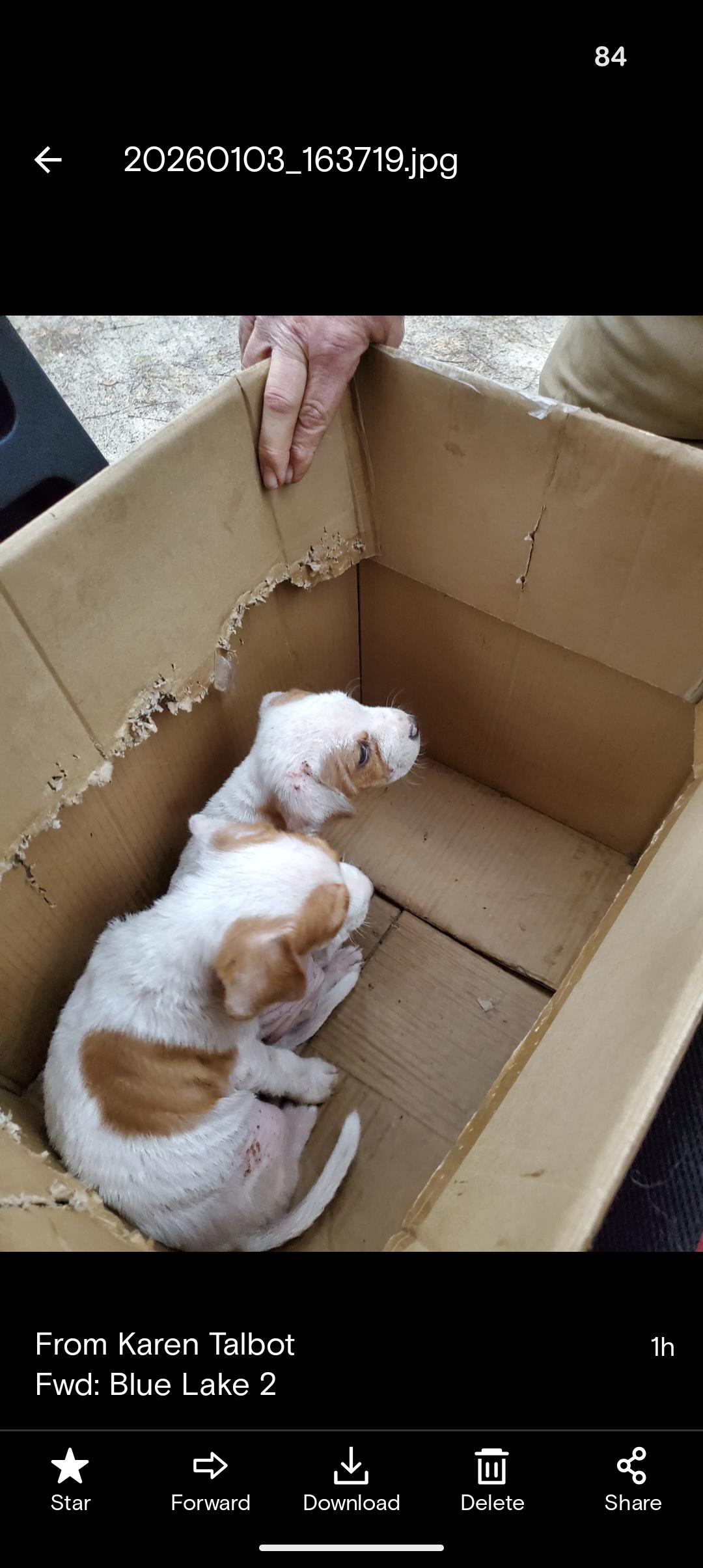 JACK FROST AND JON SNOW , ADOPTABLE, Puppy Male Beagle & Hound.