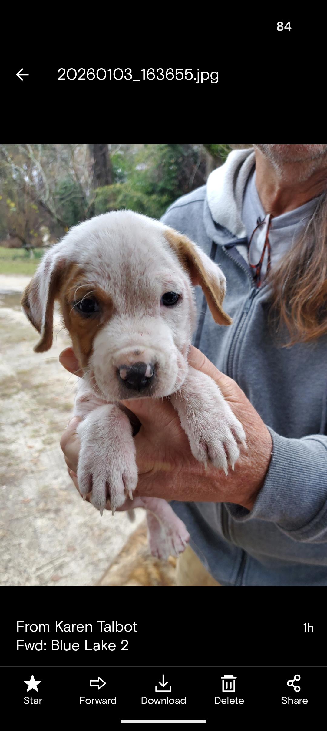 Enlarge JACK FROST AND JON SNOW , a ADOPTABLE mixed breed in Browns Mills, NJ image 4/4
