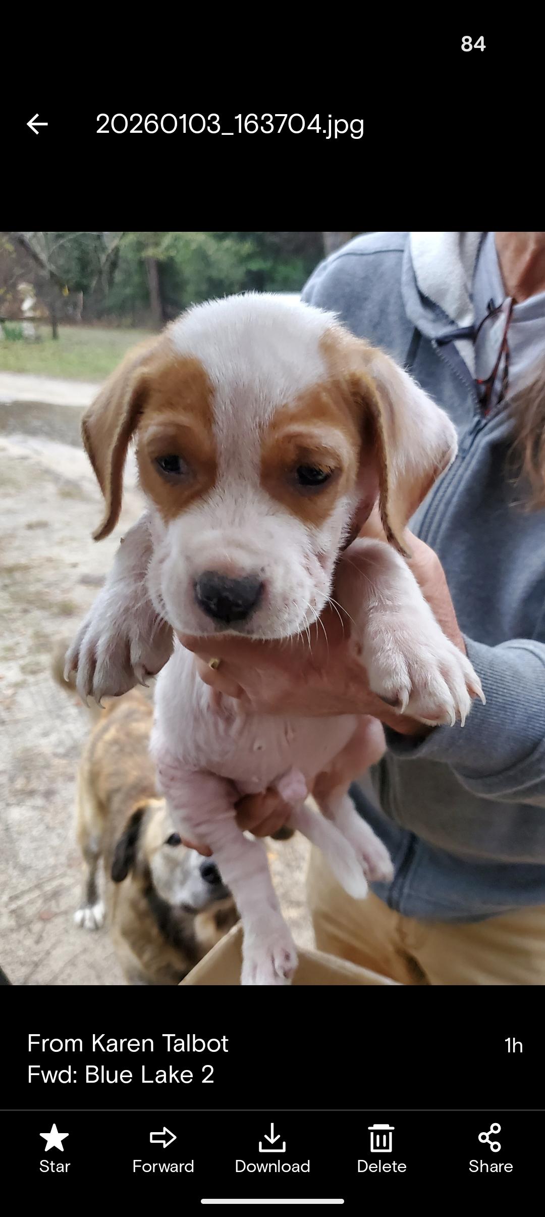 Enlarge JACK FROST AND JON SNOW , a ADOPTABLE mixed breed in Browns Mills, NJ image 3/4