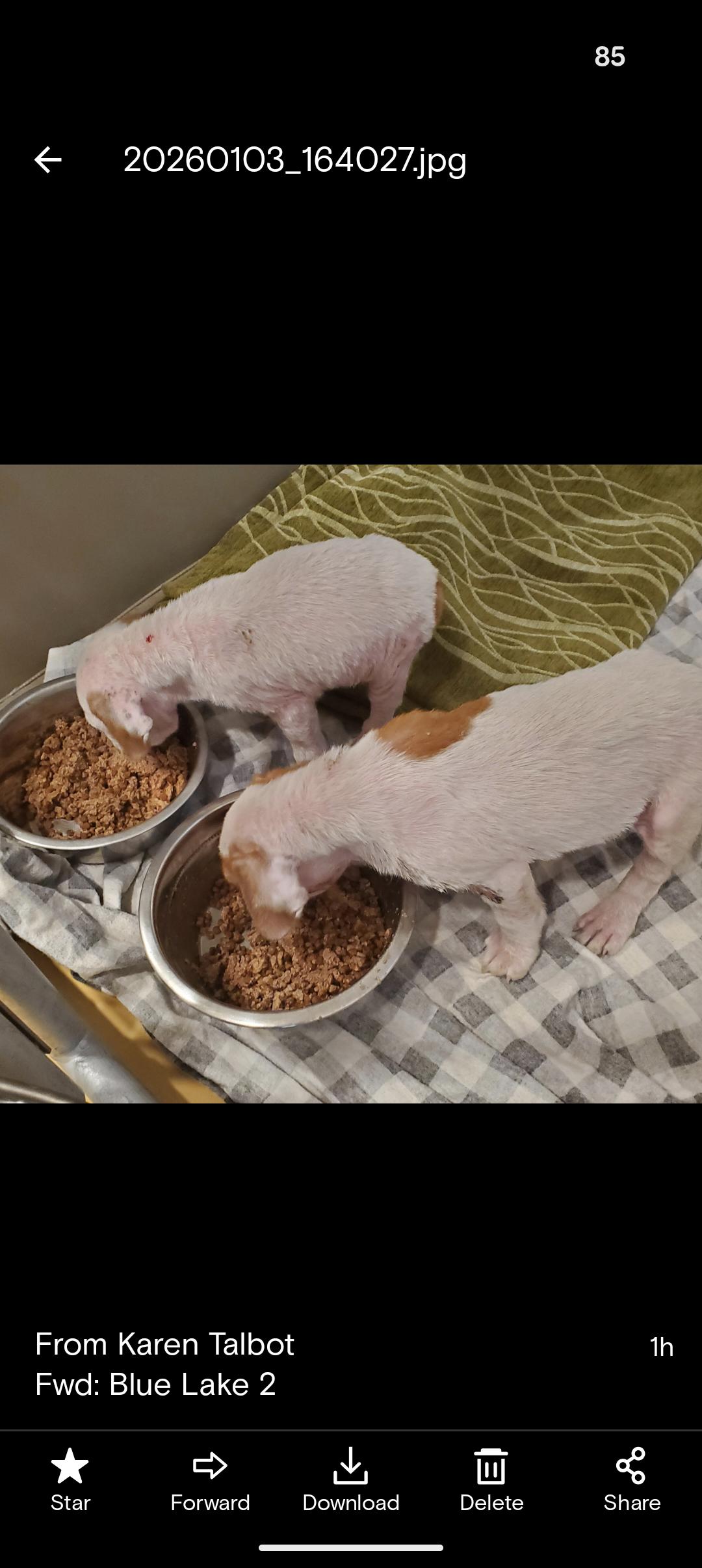 Enlarge JACK FROST AND JON SNOW , a ADOPTABLE mixed breed in Browns Mills, NJ image 2/4