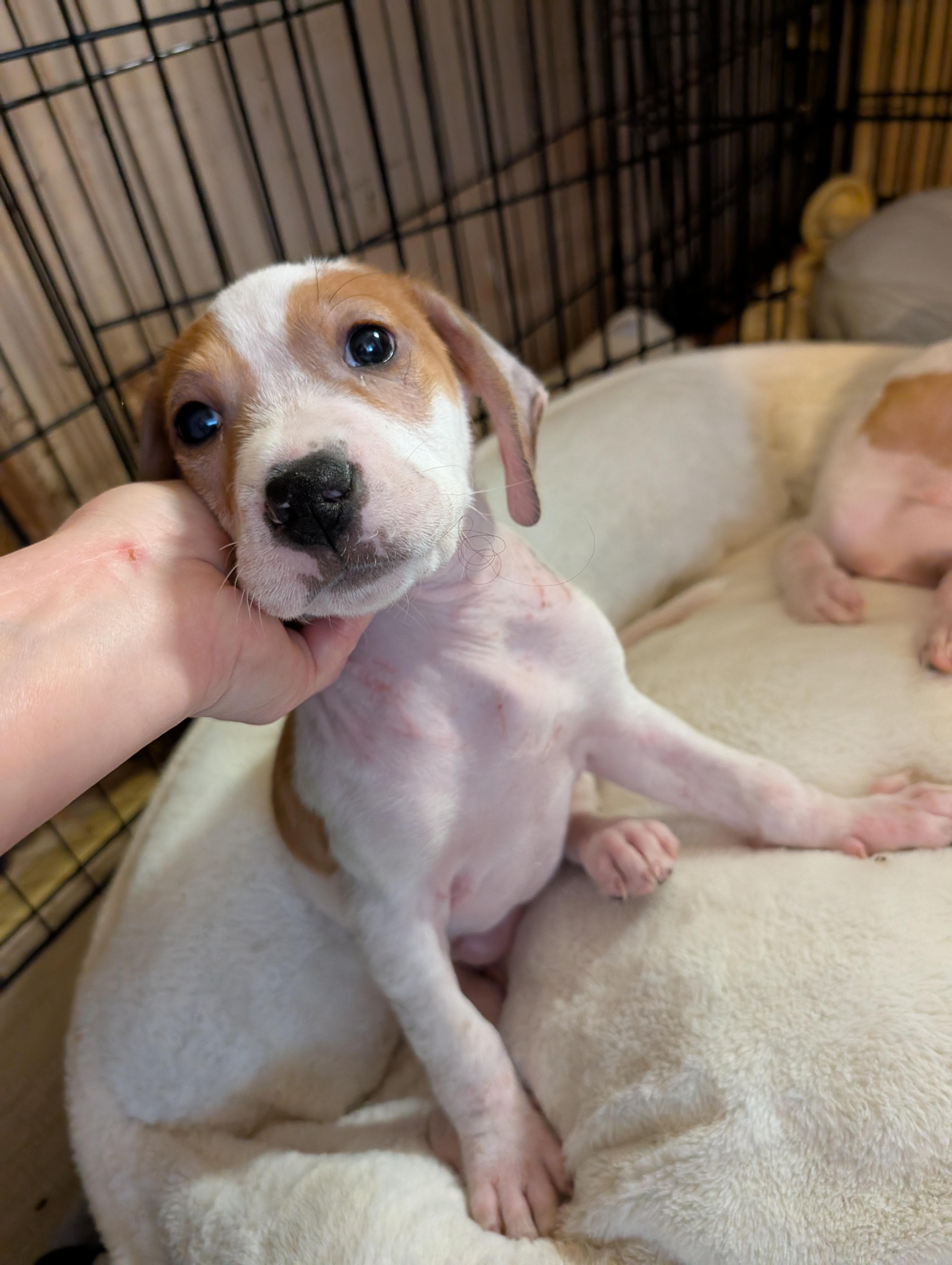 JACK FROST, ADOPTABLE, Puppy Male Beagle & Hound.