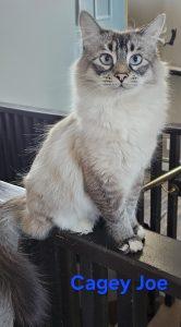 Cagey Joe, adopted, Young Male Siamese.