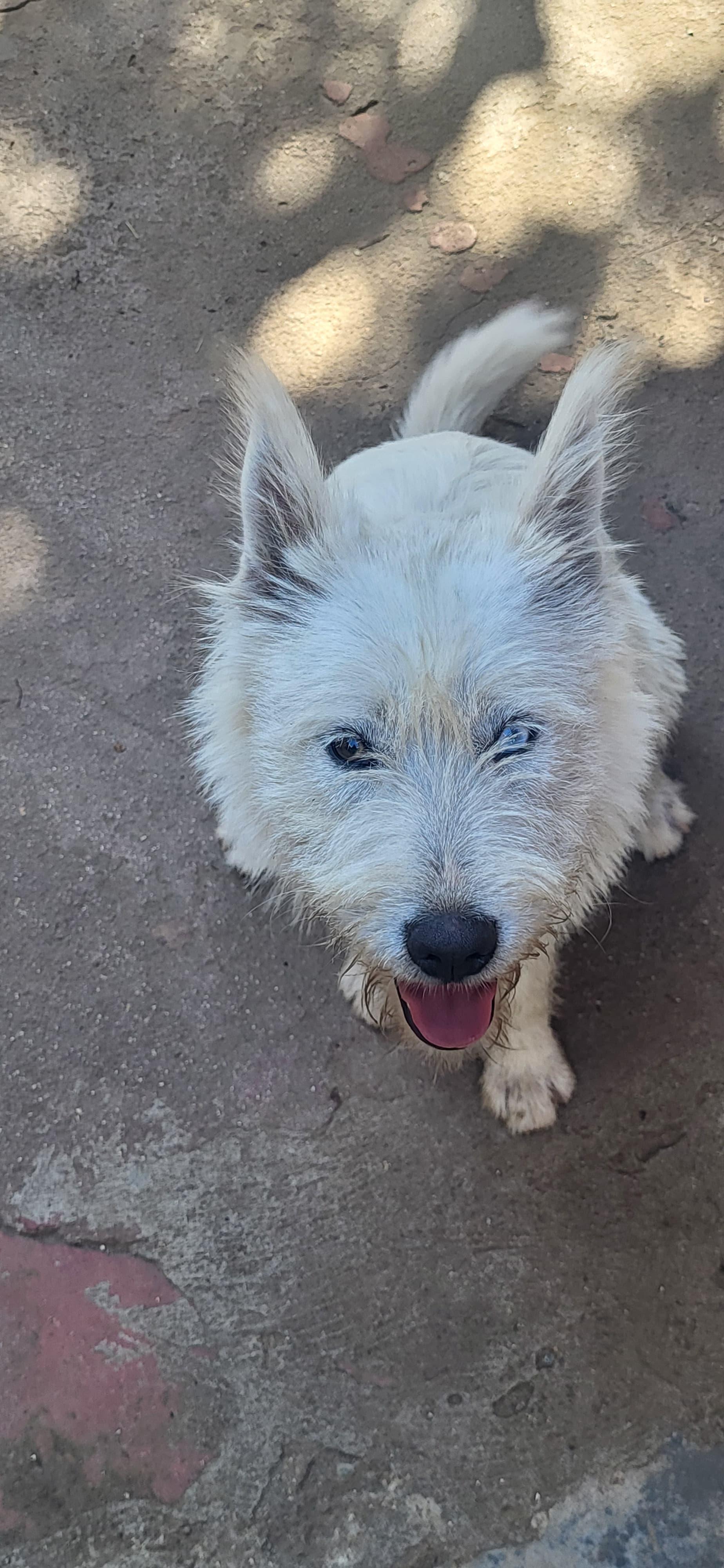 angel, Adoptable, Puppy Female Husky & West Highland White Terrier / Westie.