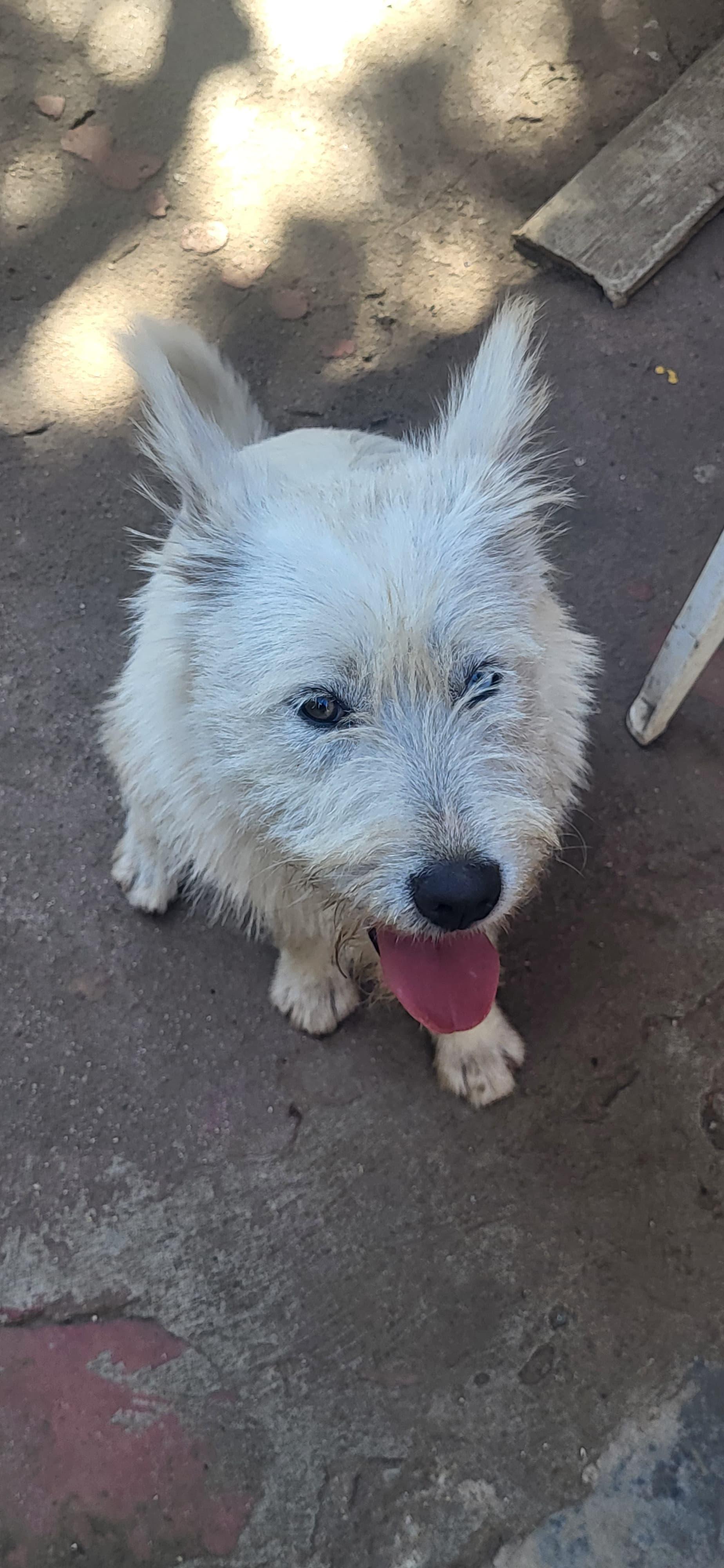 Enlarge angel, a Adoptable mixed breed in Tijuana, BCN image 2/4