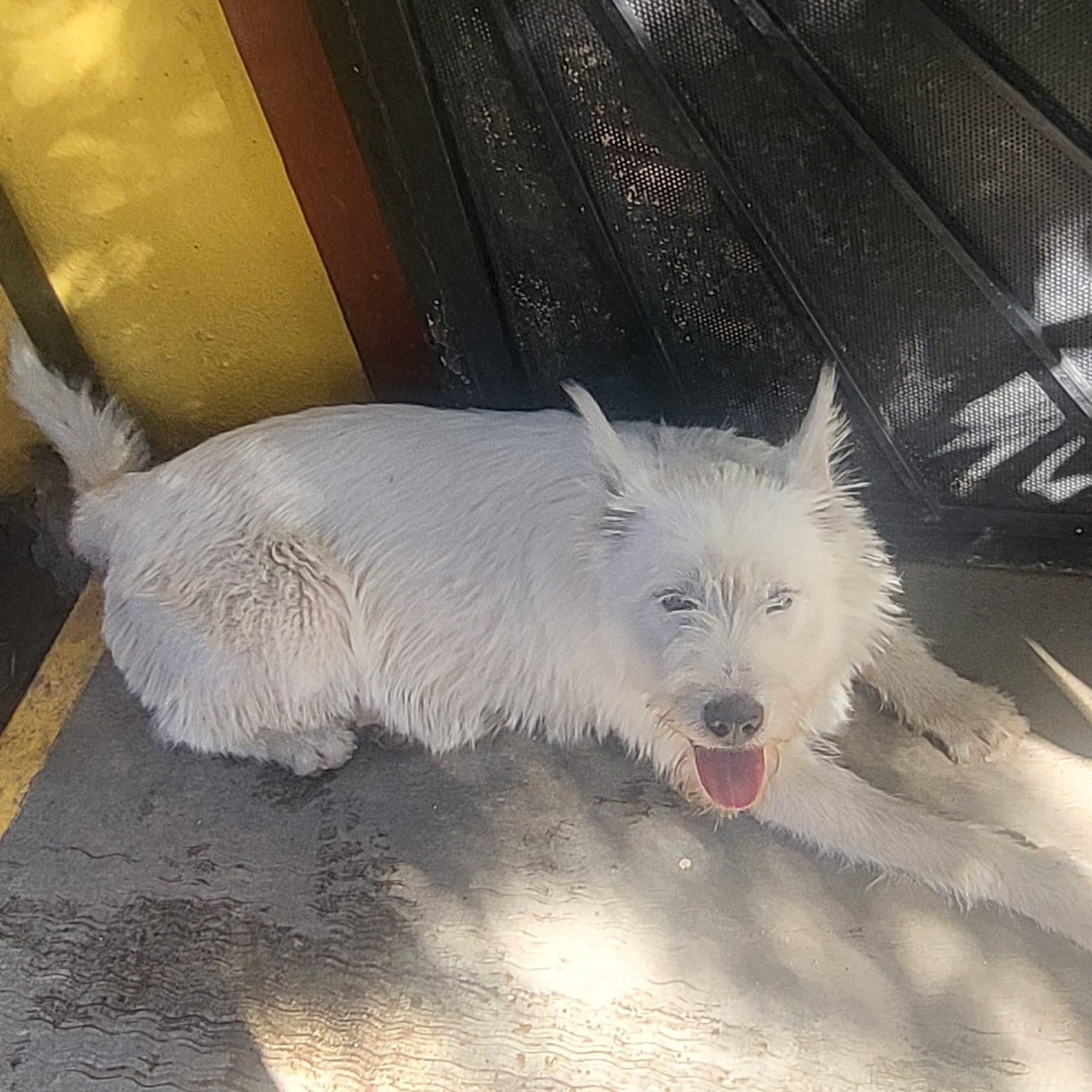 Enlarge angel, a Adoptable mixed breed in Tijuana, BCN image 3/4