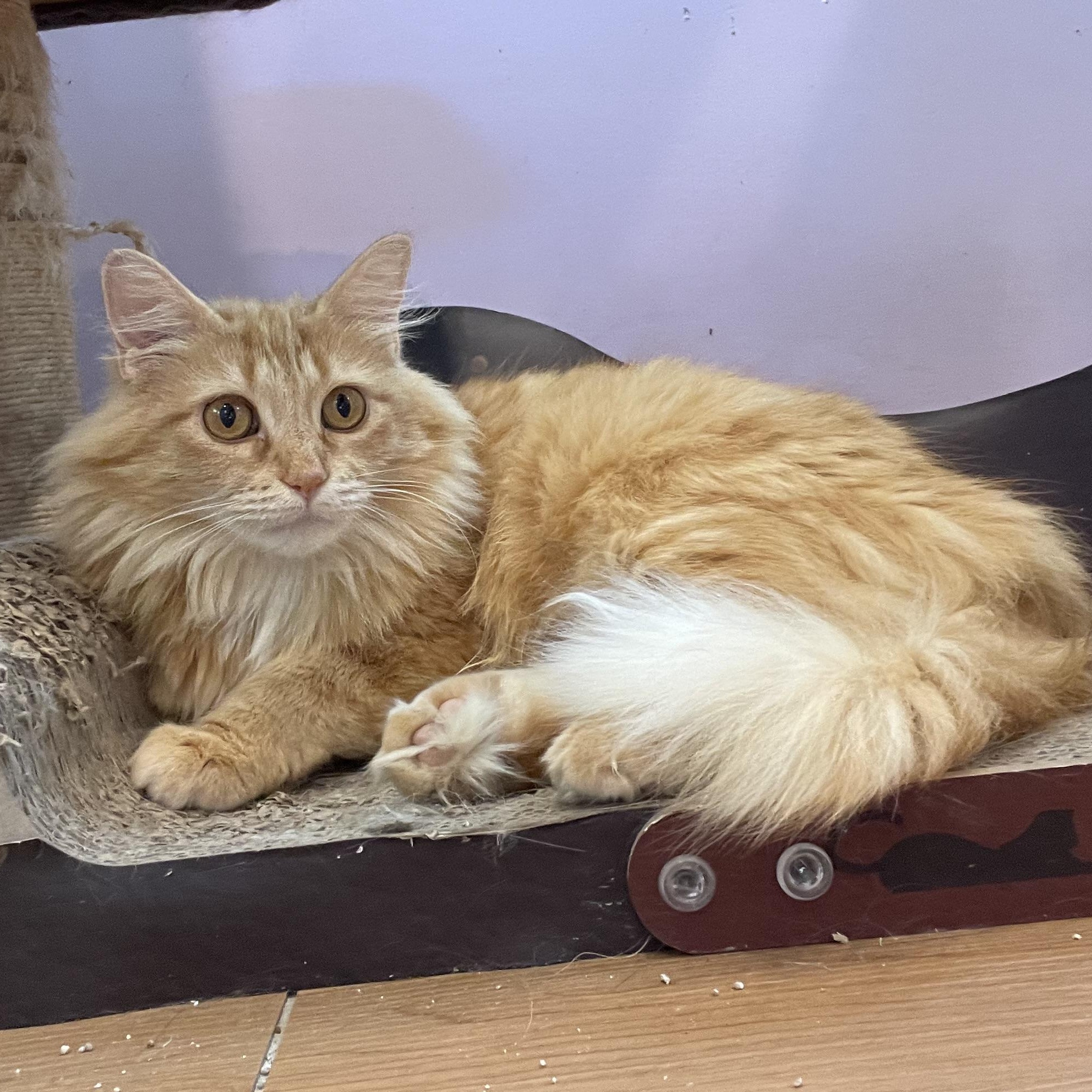 Enlarge Angela, an adopted Domestic Long Hair in Wells, ME image 2/3