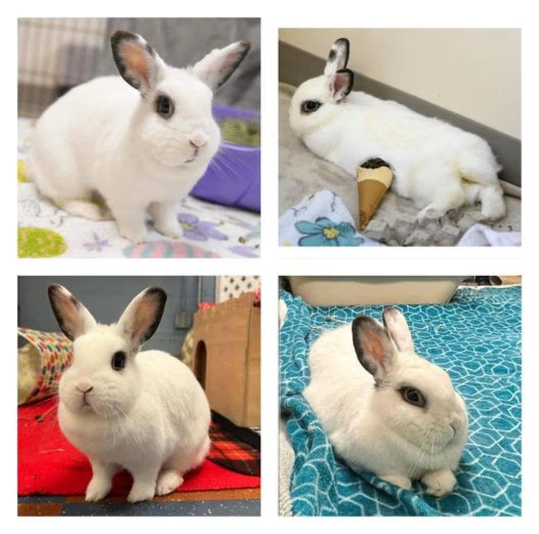 Cotton, Adoptable, Young Female Dwarf.