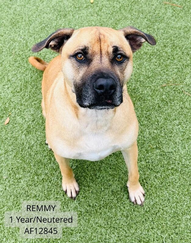 Remmy, Adoptable, Adult Male Black Mouth Cur.