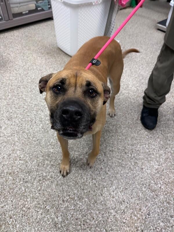 Enlarge Remmy, a Adoptable Black Mouth Cur in Supply, NC image 2/2