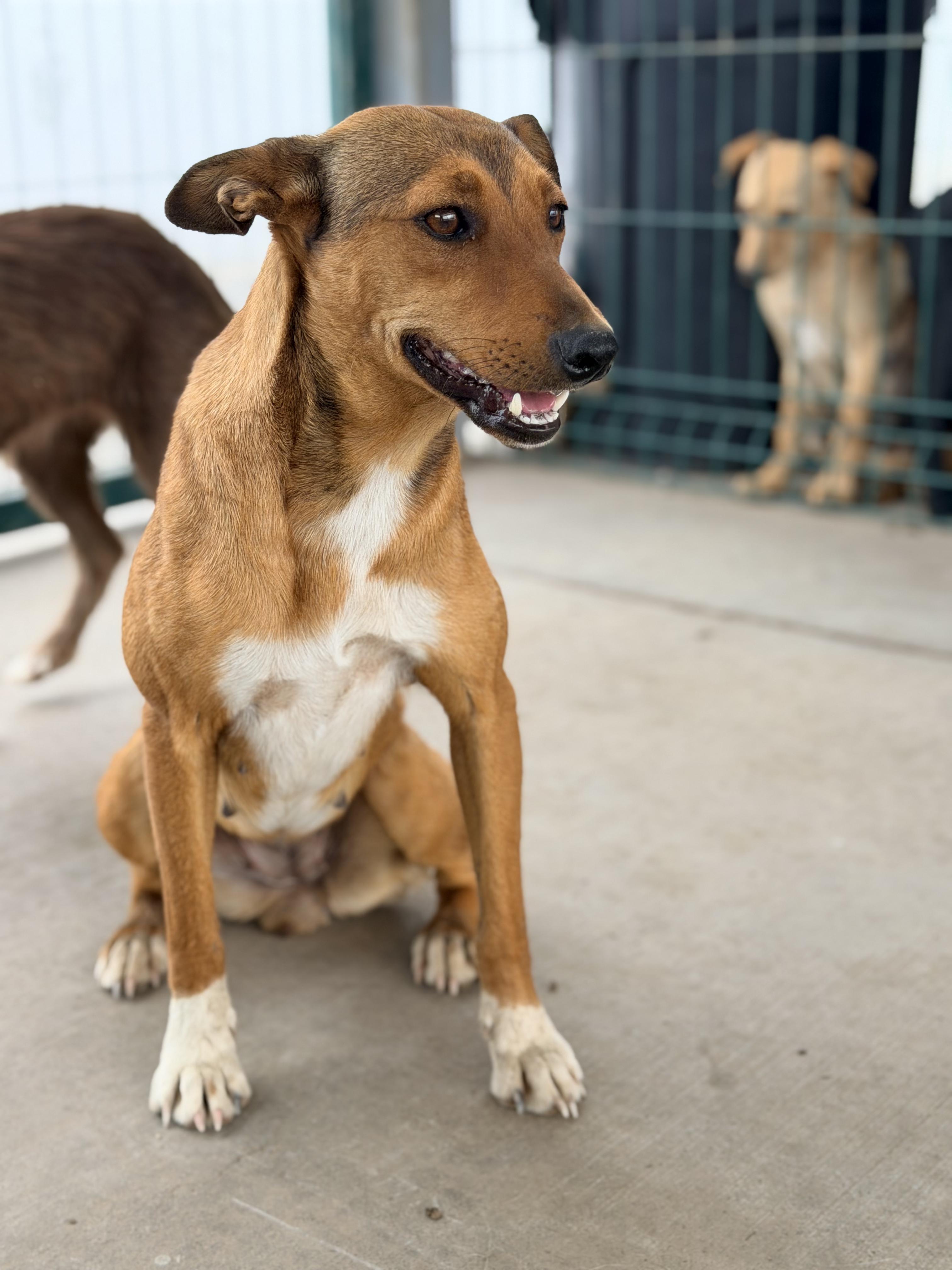 Enlarge Niki, a ADOPTABLE mixed breed in Manvel, TX image 2/5