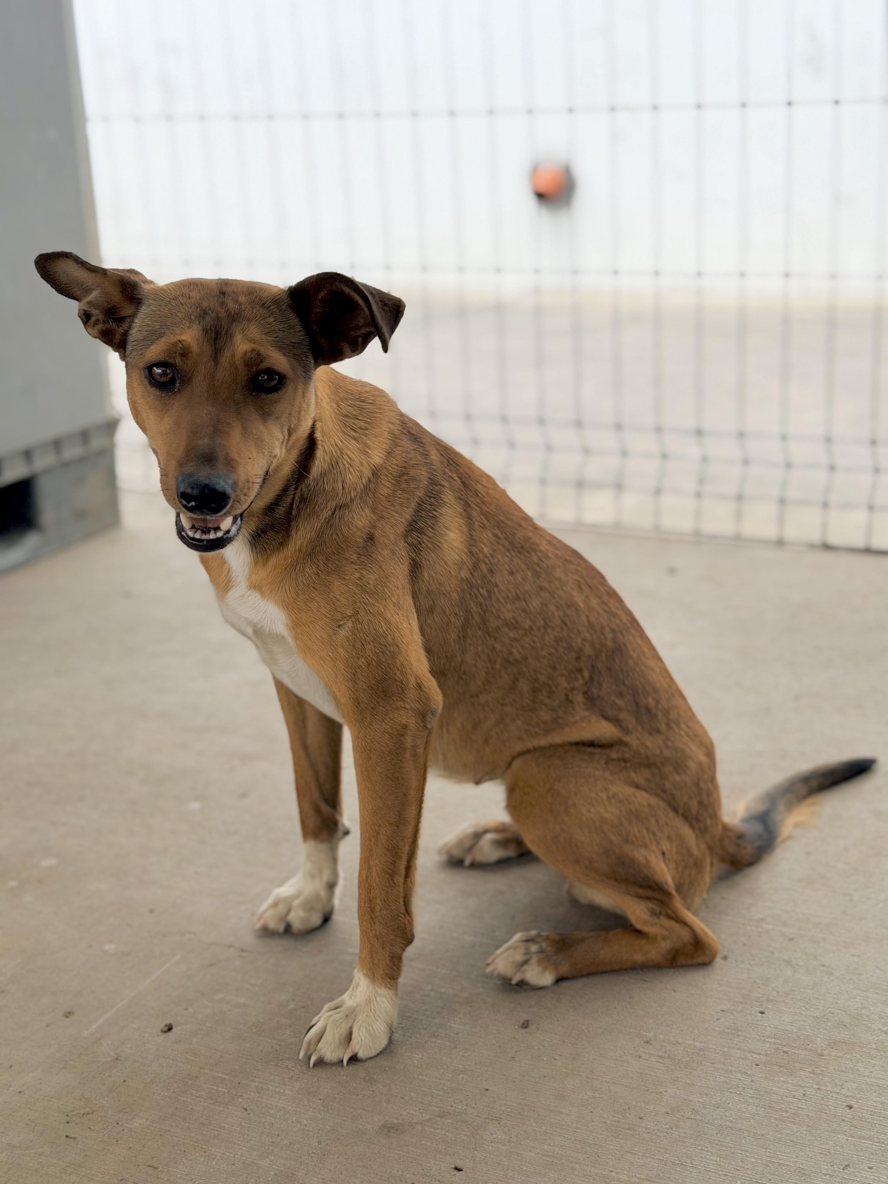 Enlarge Niki, a ADOPTABLE mixed breed in Manvel, TX image 5/5
