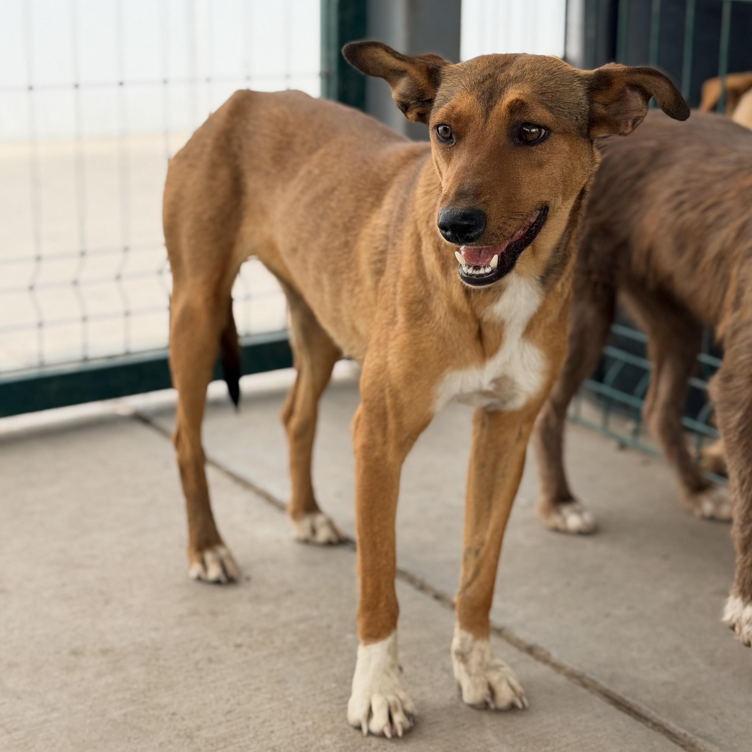 Enlarge Niki, a ADOPTABLE mixed breed in Manvel, TX image 3/5
