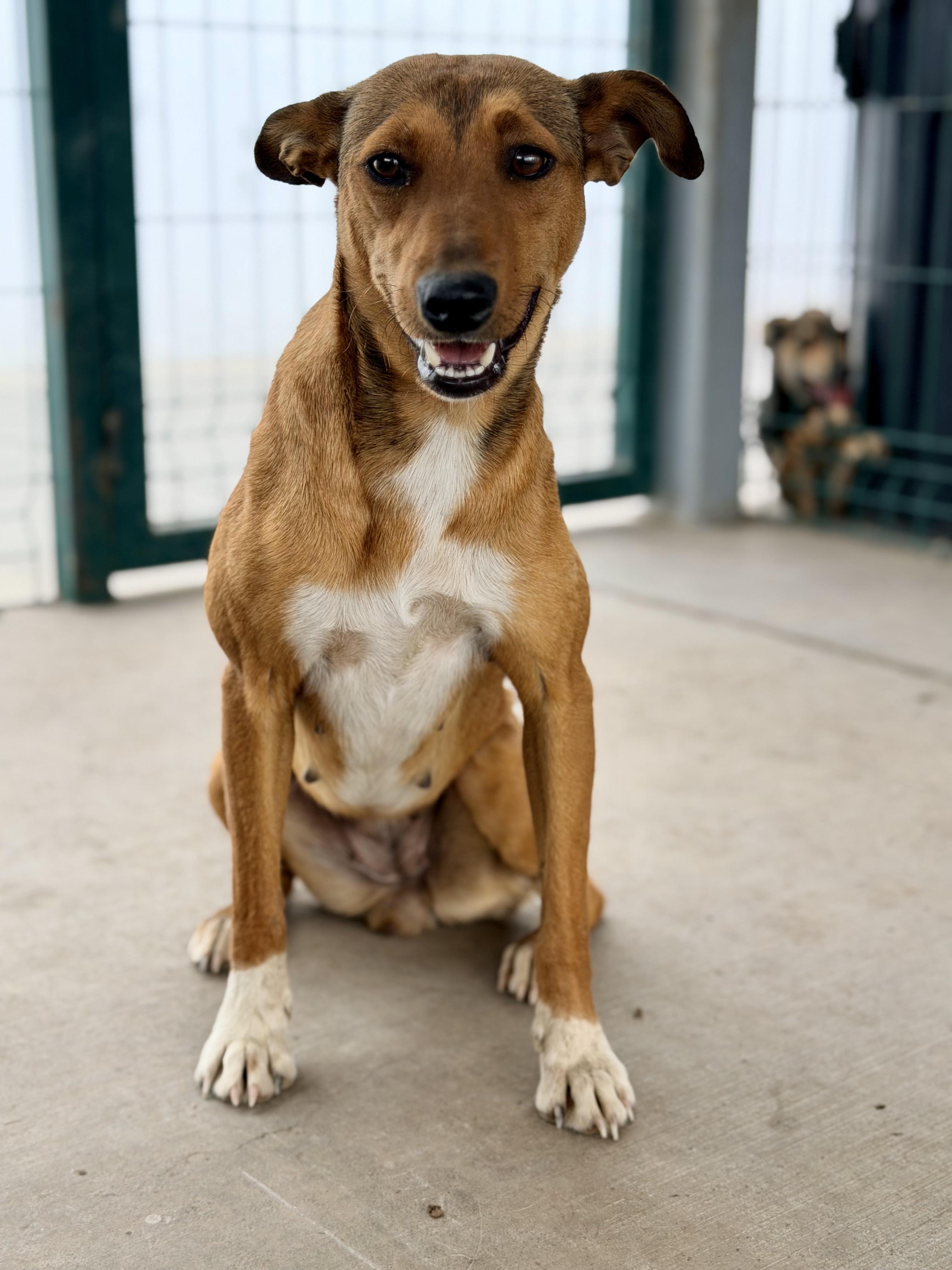 Enlarge Niki, a ADOPTABLE mixed breed in Manvel, TX image 4/5