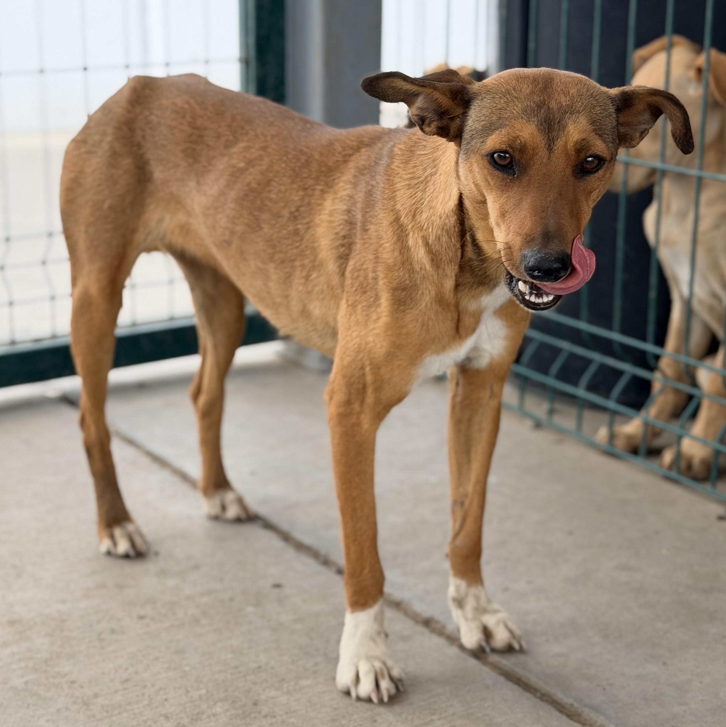 Enlarge Niki, a ADOPTABLE mixed breed in Manvel, TX image 1/5