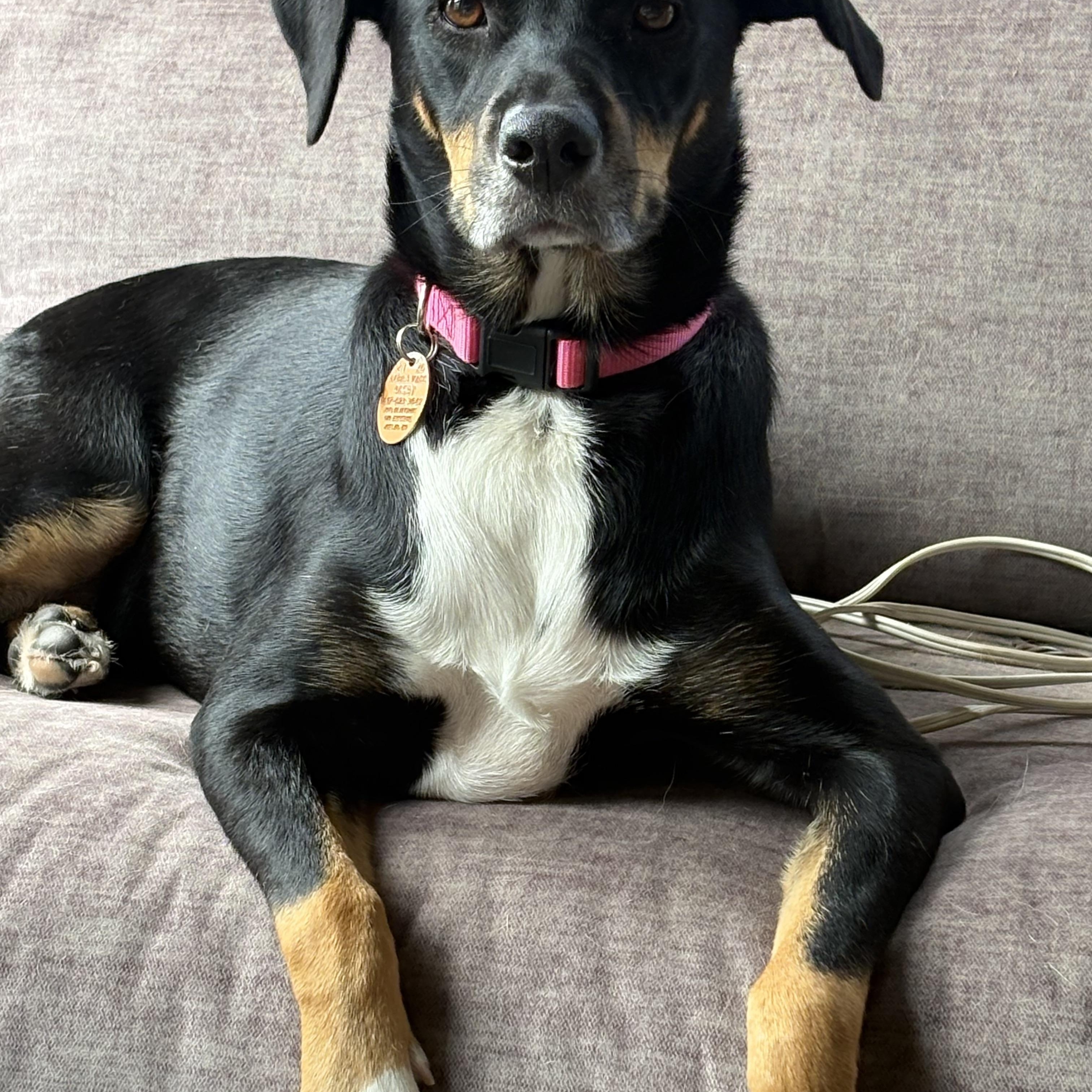 Enlarge Cindy, a Adoptable mixed breed in Bettendorf, IA image 6/6
