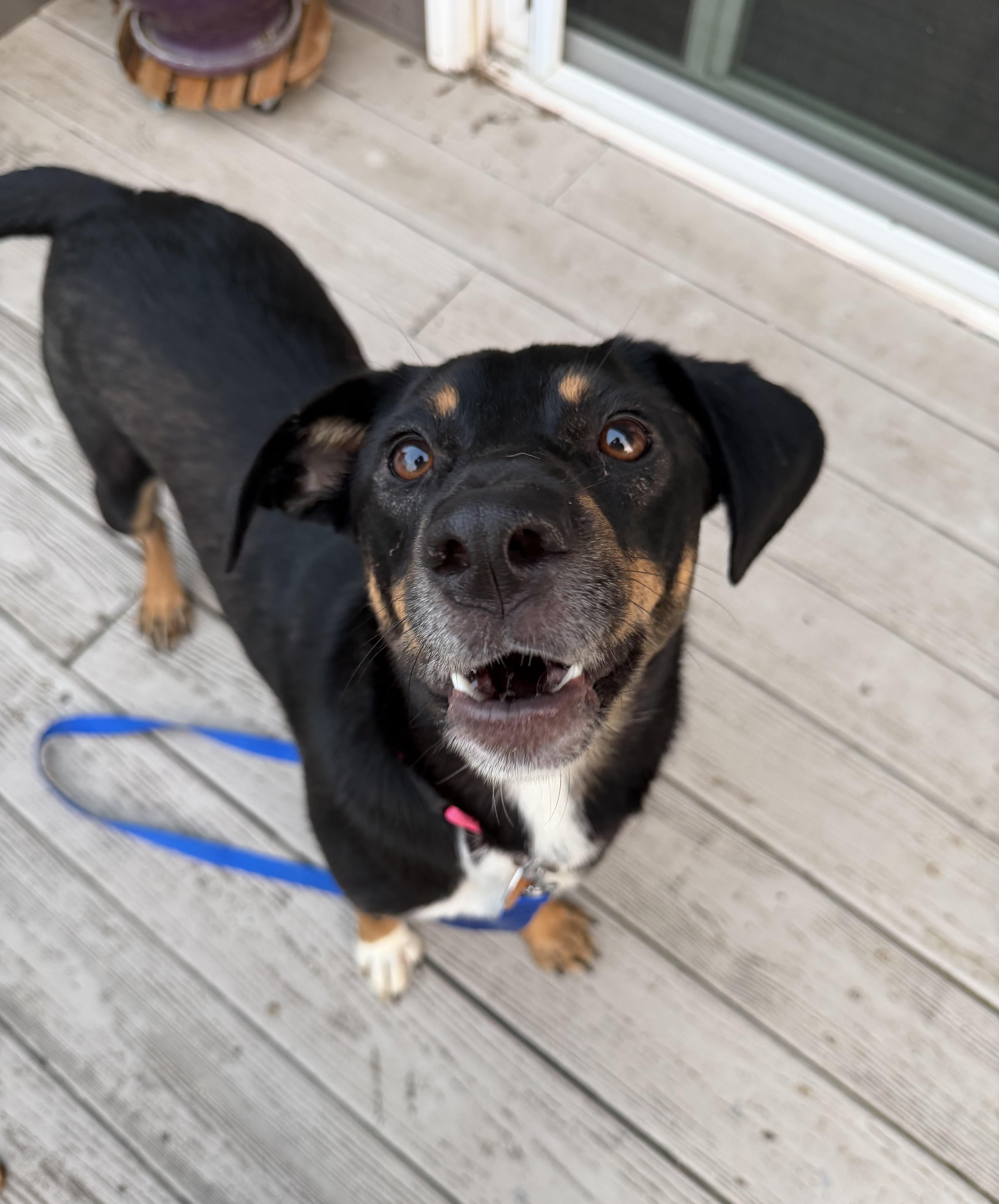 Cindy, Adoptable, Adult Female Mixed Breed.