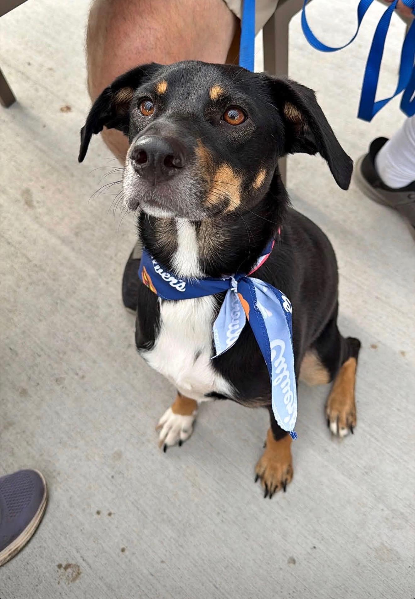 Enlarge Cindy, a Adoptable mixed breed in Bettendorf, IA image 5/6