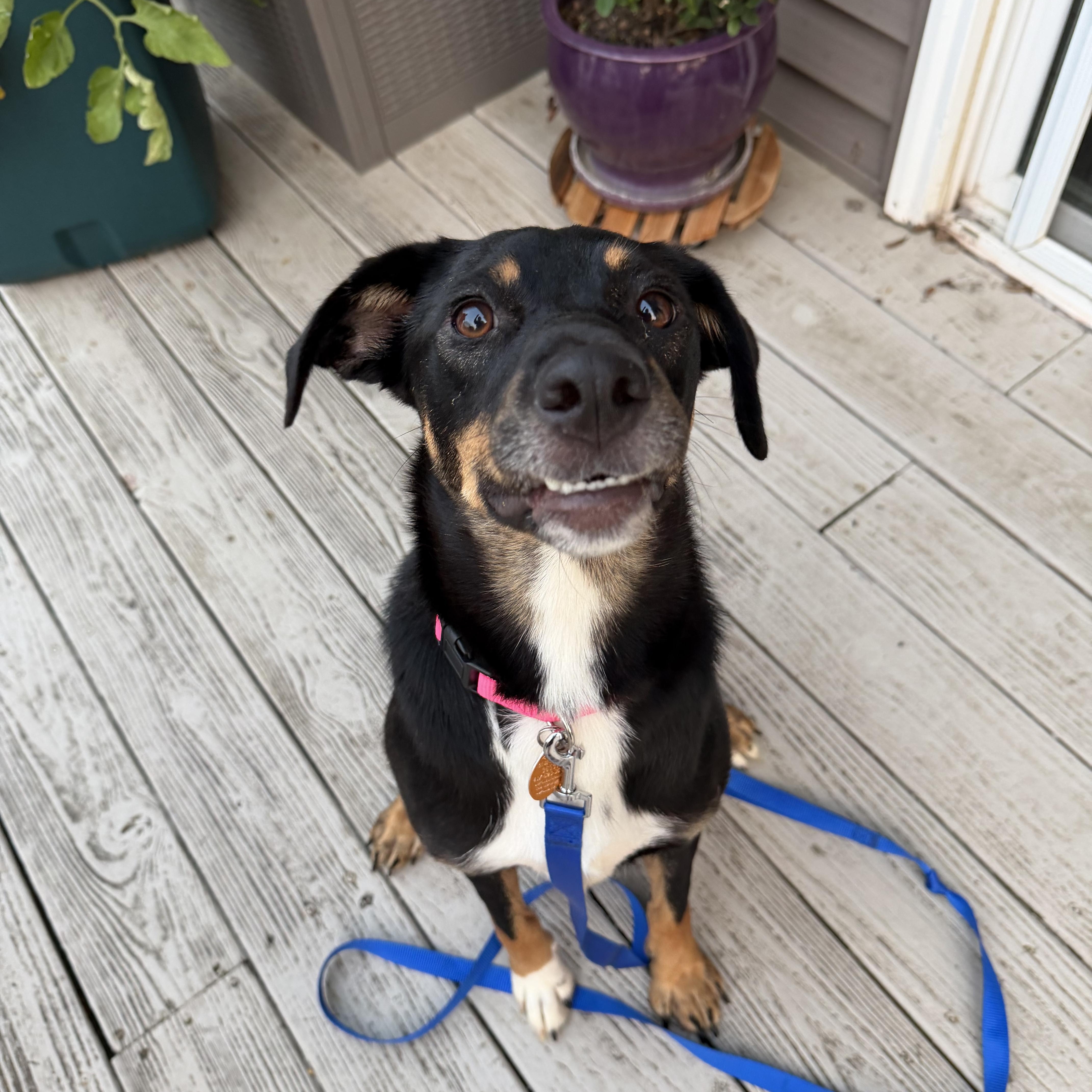 Enlarge Cindy, a Adoptable mixed breed in Bettendorf, IA image 2/6