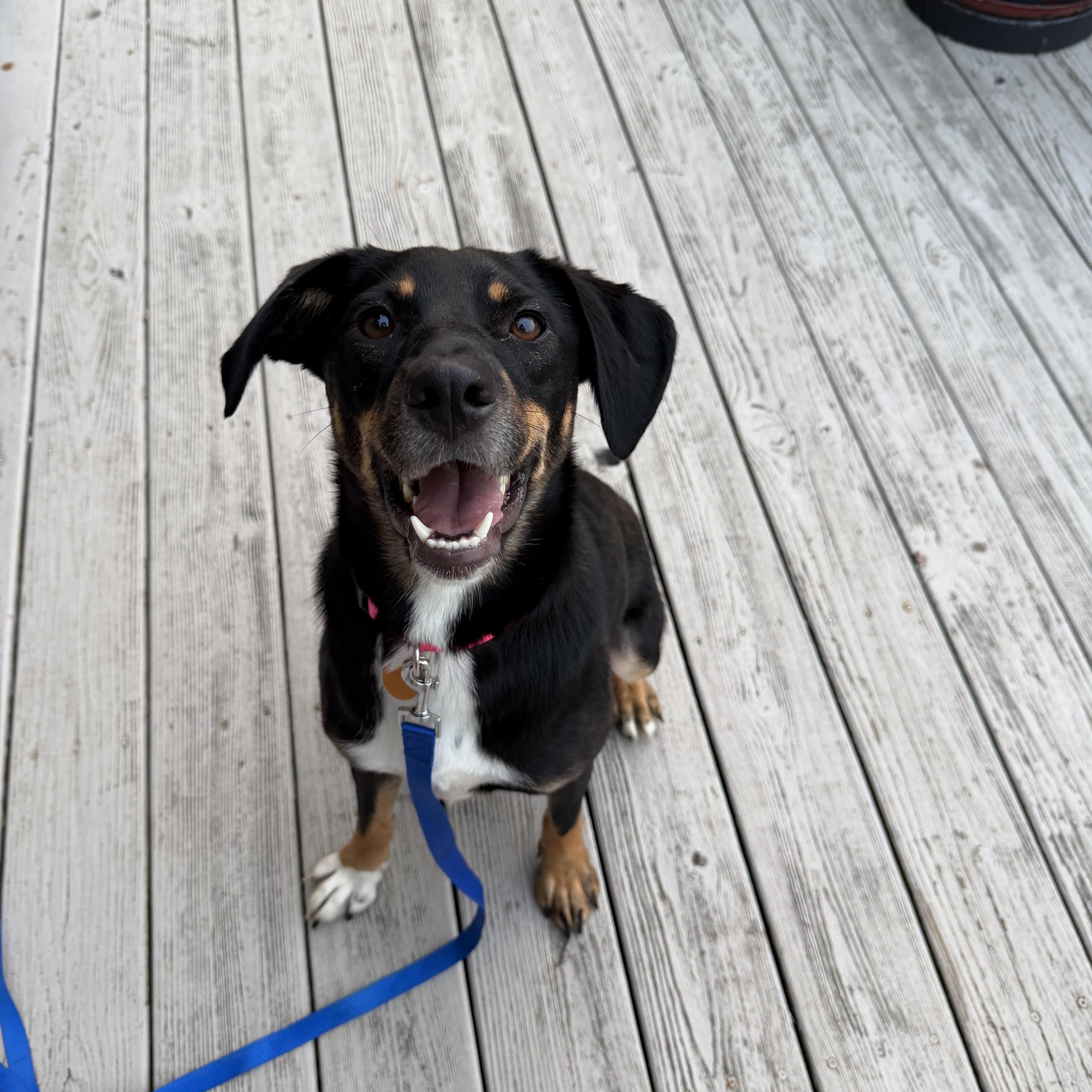 Enlarge Cindy, a Adoptable mixed breed in Bettendorf, IA image 4/6