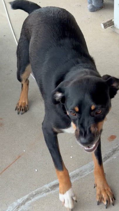 Enlarge Cindy, a Adoptable mixed breed in Bettendorf, IA video 3/6