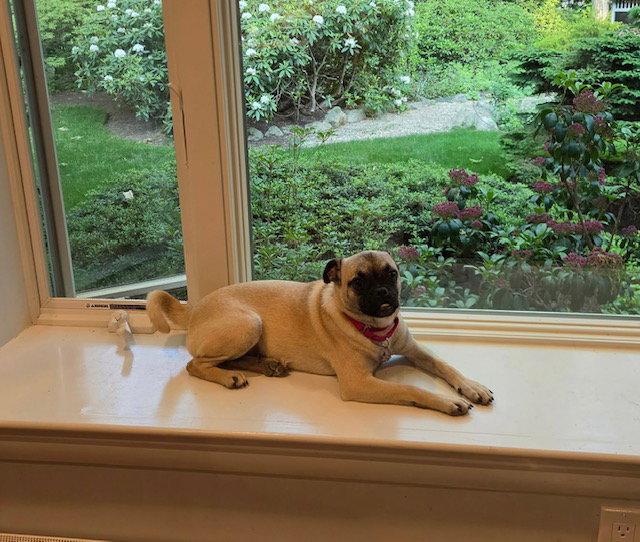 Enlarge pixel 7 months (In foster), a Adoptable Pug in Sterling, MA image 1/3