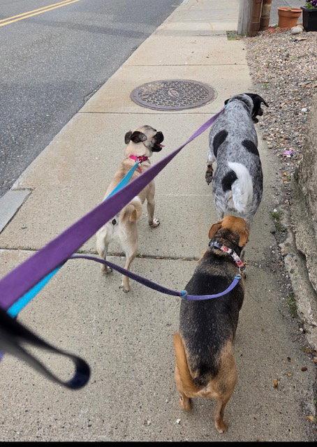 Enlarge pixel 7 months (In foster), a Adoptable Pug in Sterling, MA image 2/3