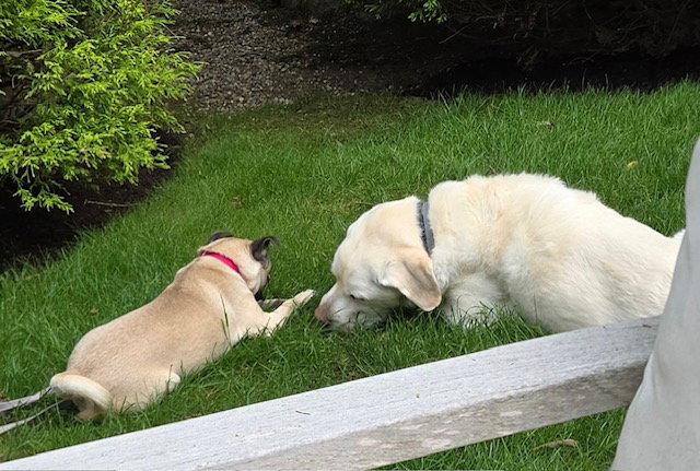 Enlarge pixel 7 months (In foster), a Adoptable Pug in Sterling, MA image 3/3