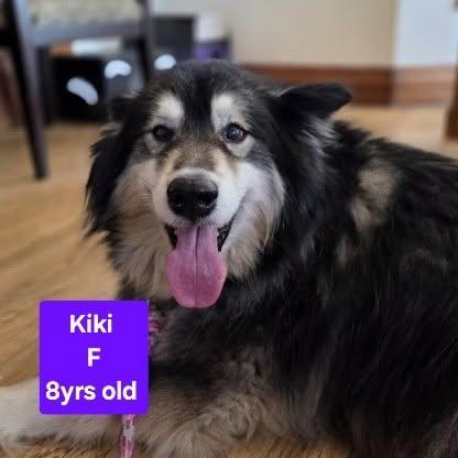 Enlarge Kiki, a ADOPTABLE mixed breed in Attica, IN image 1/1
