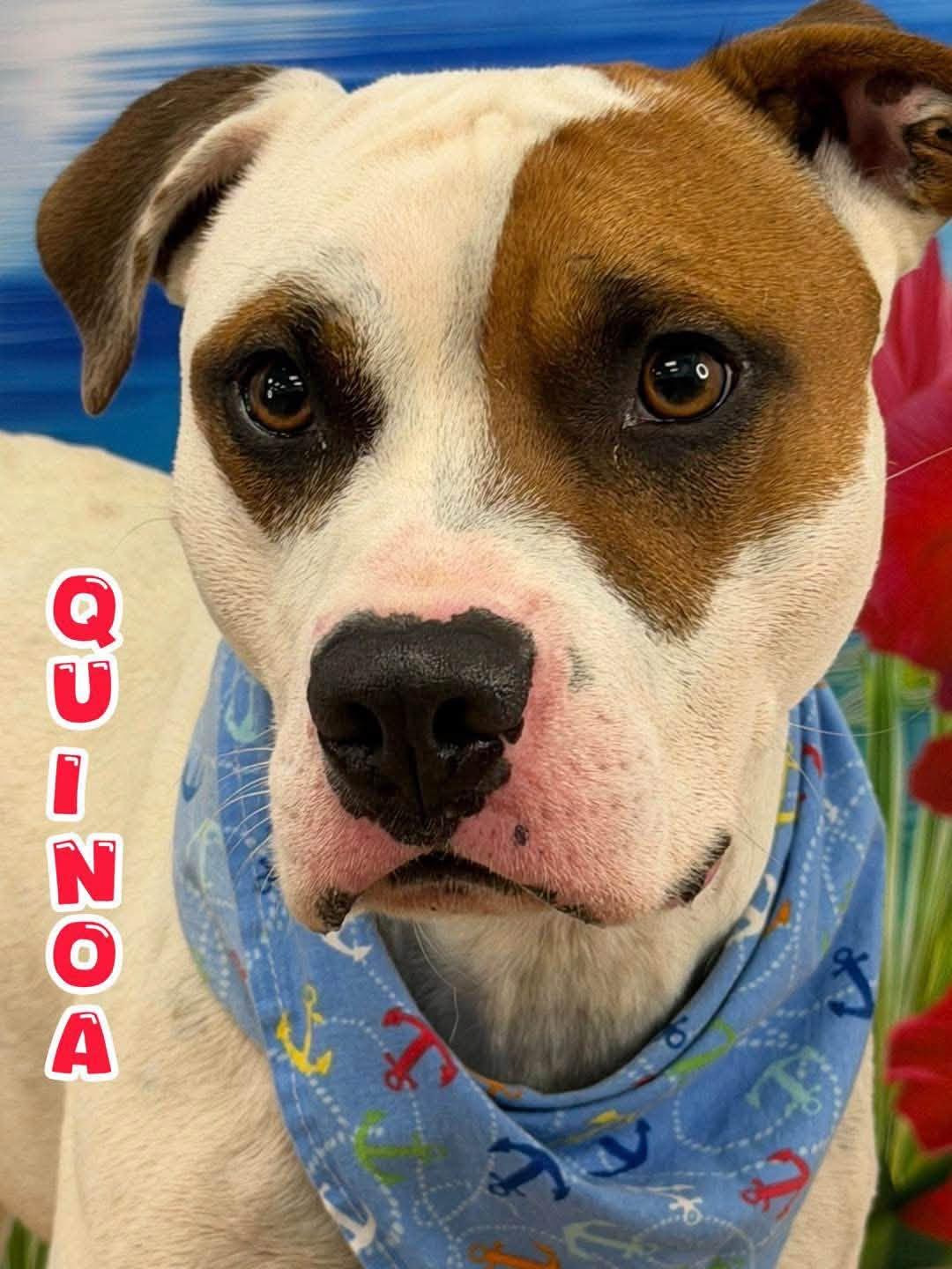 Enlarge Quinoa, an adopted Mixed Breed in Flint, MI image 1/1