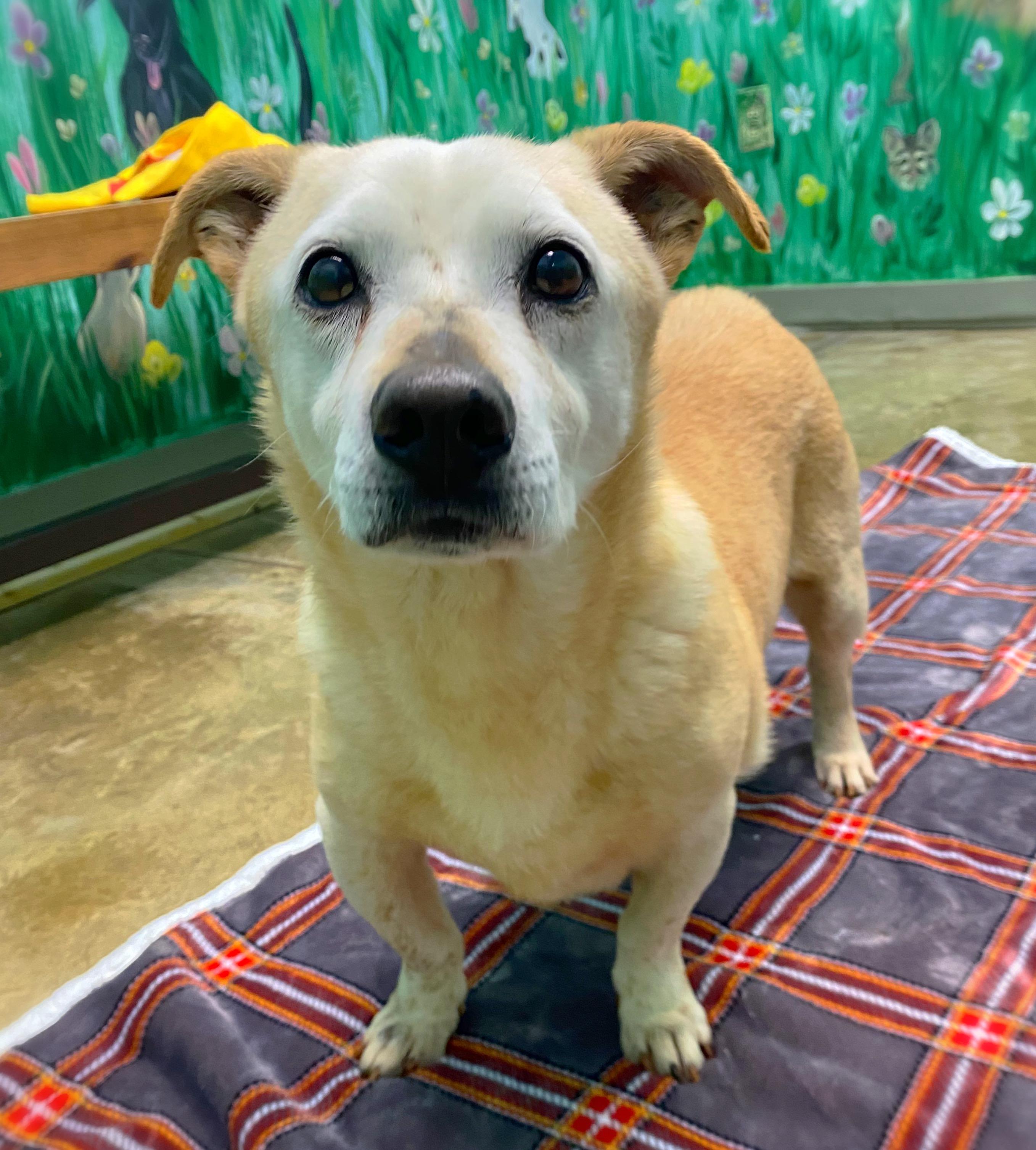 Yoshi, Senior Male unknown