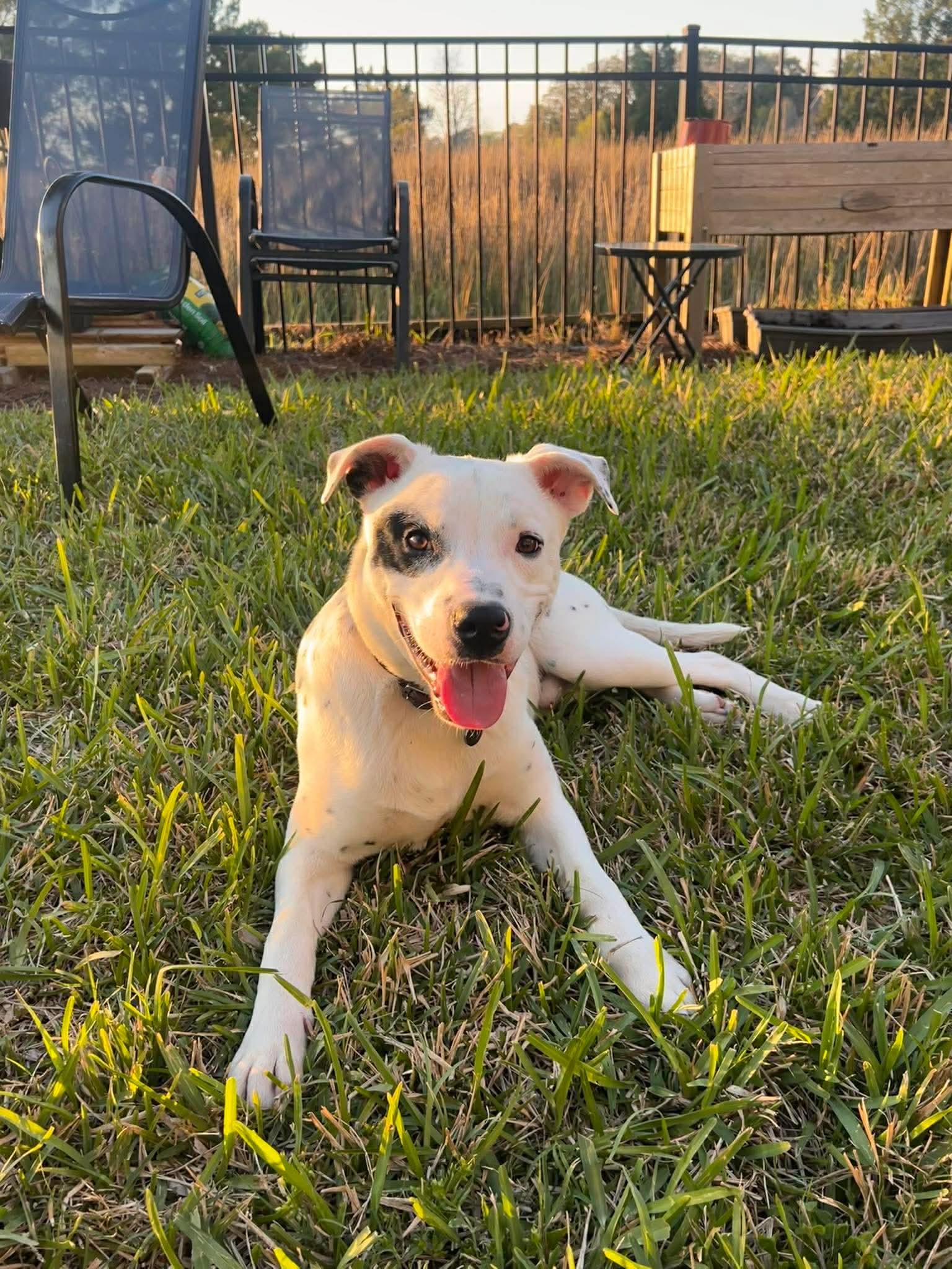 Enlarge Spot, a ADOPTABLE mixed breed in Wando, SC image 4/6