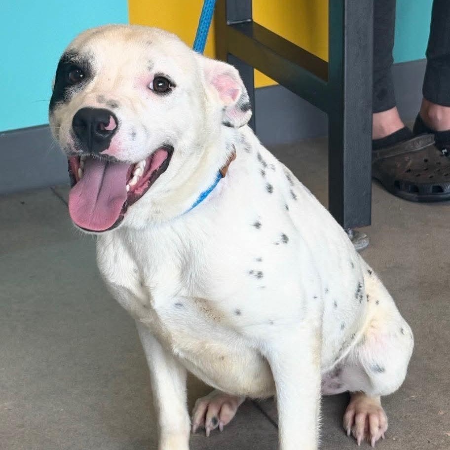 Enlarge Spot, a ADOPTABLE mixed breed in Wando, SC image 2/6