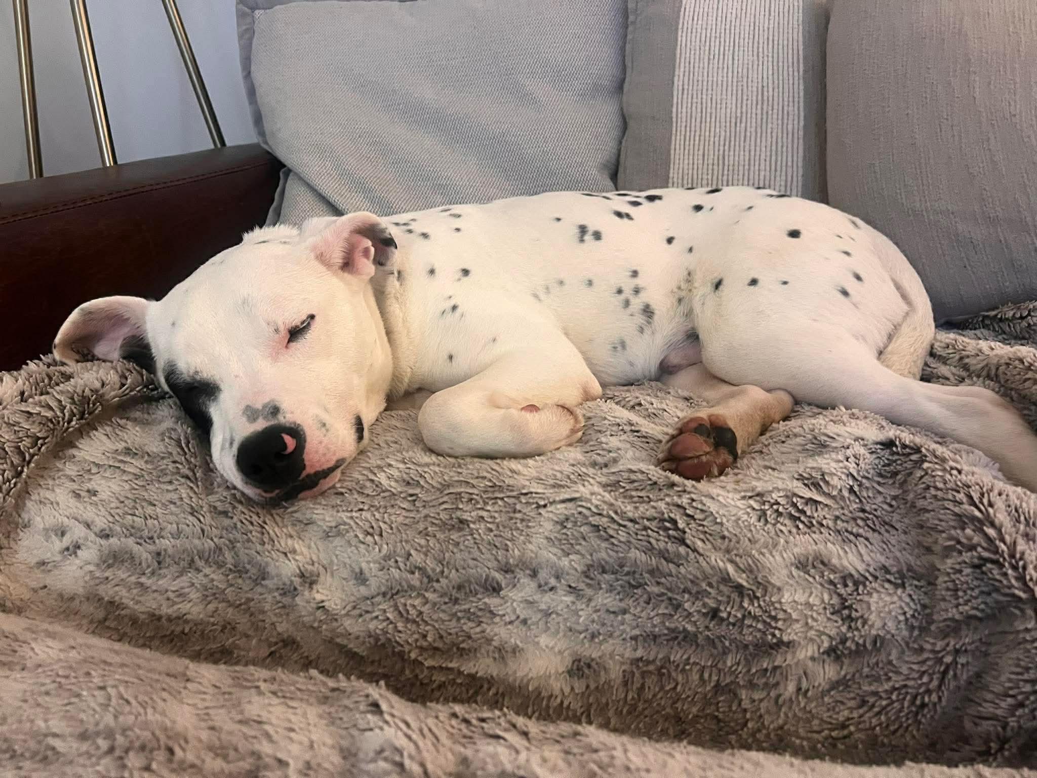 Enlarge Spot, a ADOPTABLE mixed breed in Wando, SC image 6/6