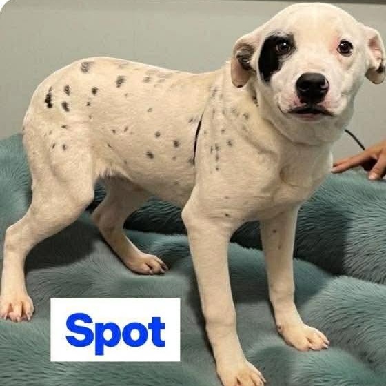 Spot, ADOPTABLE, Puppy Male Dalmatian.