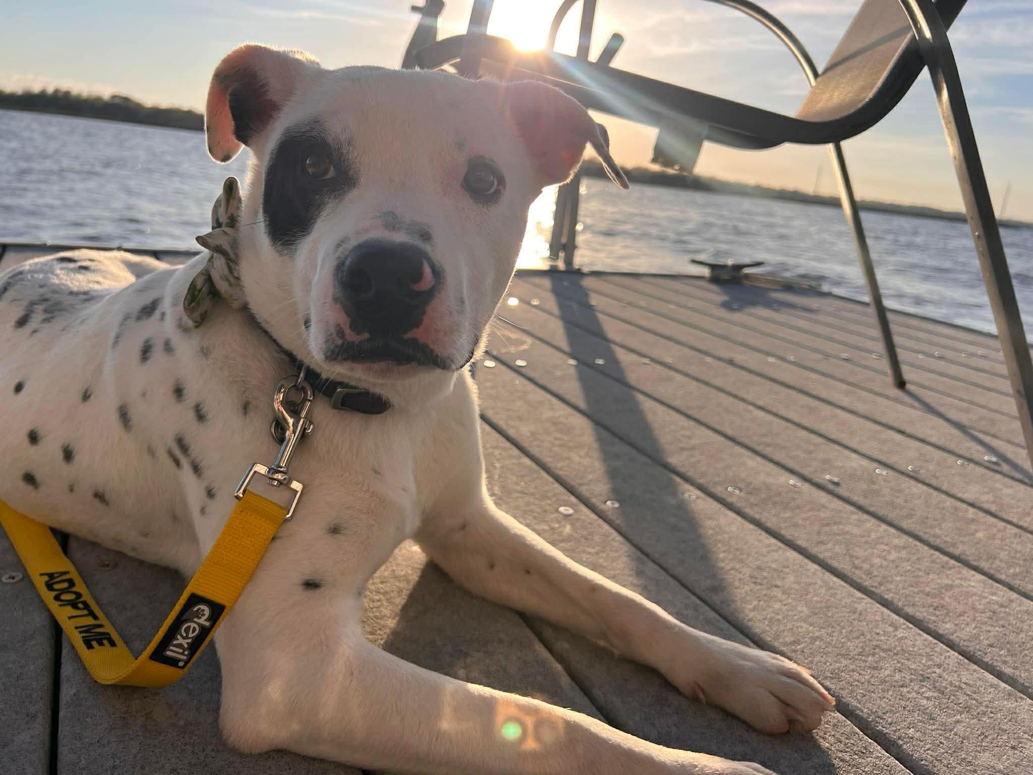 Enlarge Spot, a ADOPTABLE mixed breed in Wando, SC image 5/6