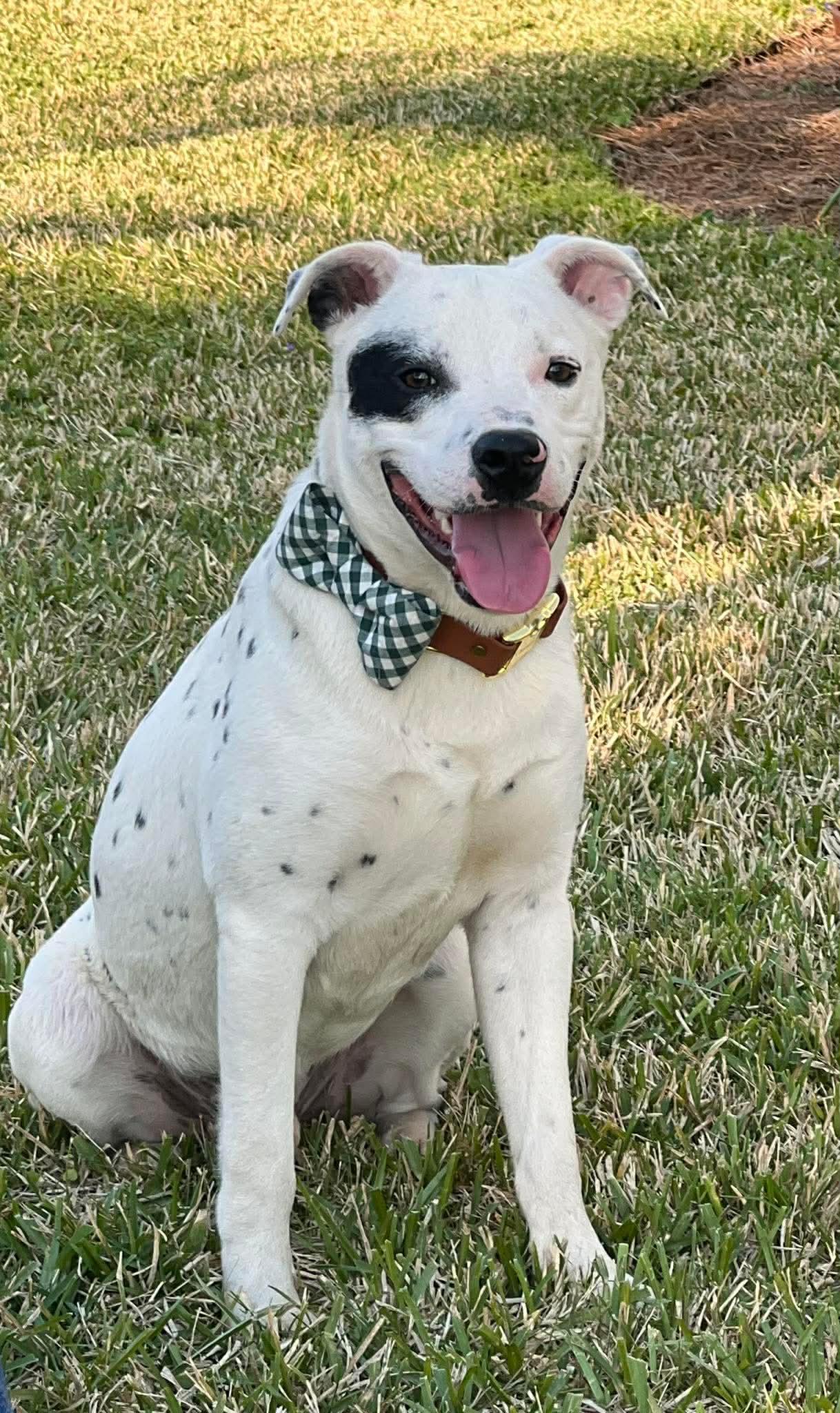 Spot, ADOPTABLE, Puppy Male Dalmatian.