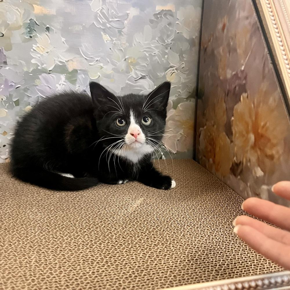 Charlotte, Adoptable, Kitten Female Domestic Short Hair.