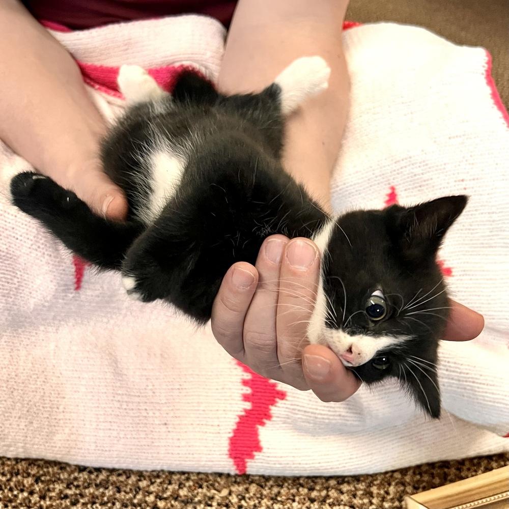 Charlotte, a Adoptable Domestic Short Hair in Patchogue, NY image 2/6