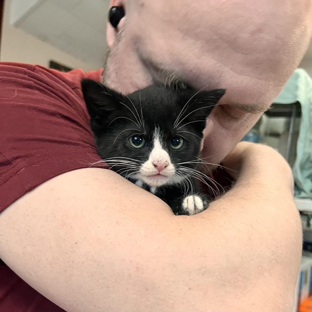 Charlotte, a Adoptable Domestic Short Hair in Patchogue, NY image 5/6