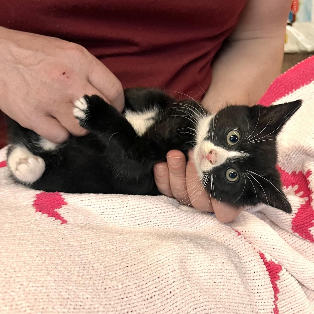 Charlotte, a Adoptable Domestic Short Hair in Patchogue, NY image 6/6