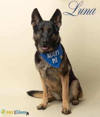 Luna, Adoptable, Adult Female German Shepherd Dog & Mixed Breed.